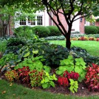 Un esempio di un disegno leggero di un giardino anteriore nella foto del paese