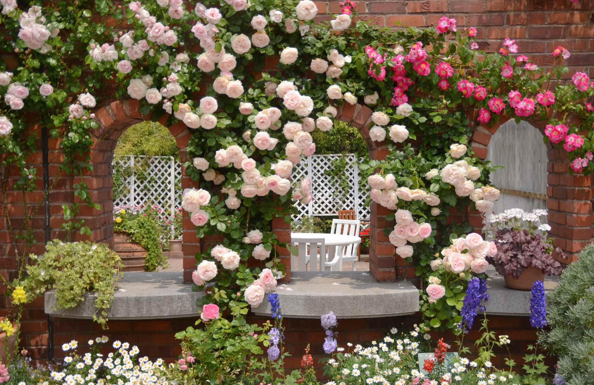 varijanta upotrebe neobičnih ruža u dizajnu dvorišta