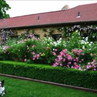 possibilità di utilizzare bellissime rose nella foto di progettazione del paesaggio