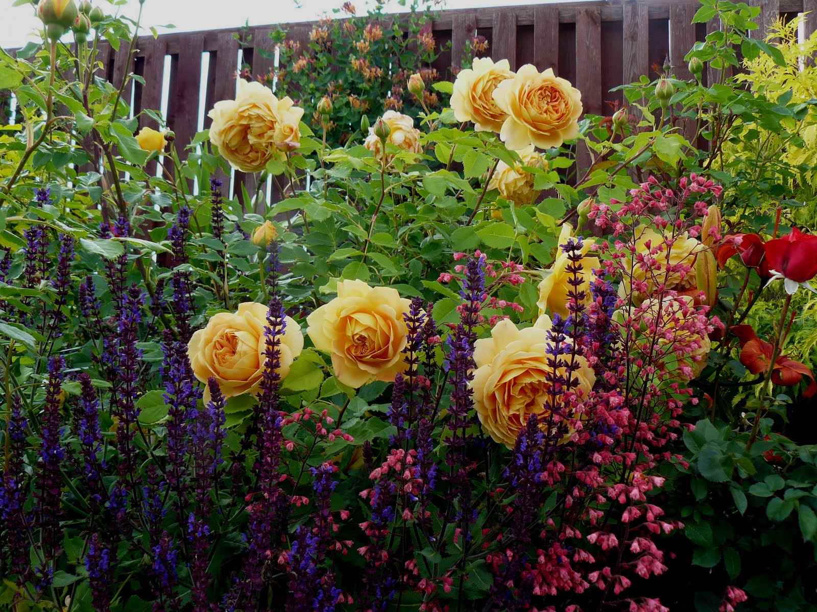 l'idea di utilizzare rose insolite nella progettazione del cortile