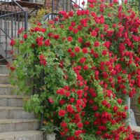 esempio dell'uso di rose luminose nella fotografia di architettura del pæsaggio