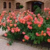 esempio dell'uso di rose luminose nella progettazione dell'immagine del cortile