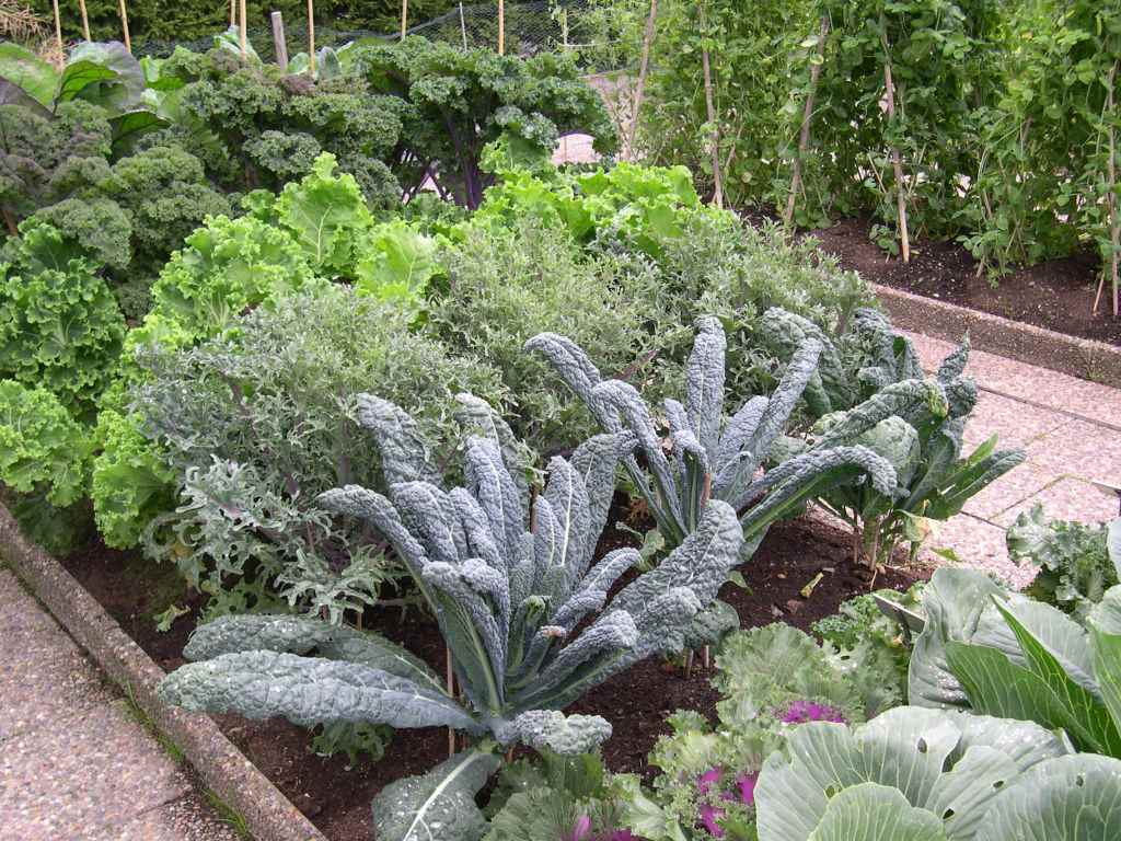 Un exemple de décor de jardin clair dans une cour privée