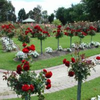 l'idea di utilizzare rose insolite nel design dell'immagine del cortile