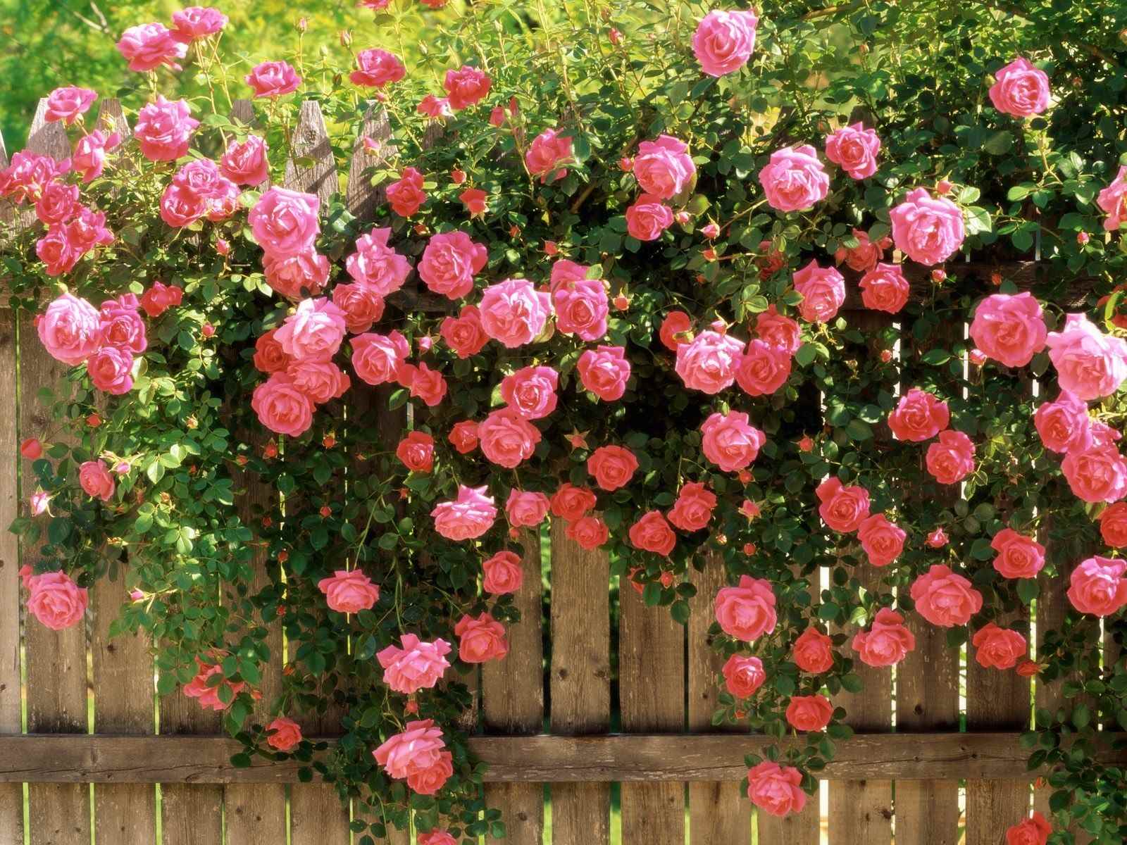 the option of using unusual roses in the design of the yard