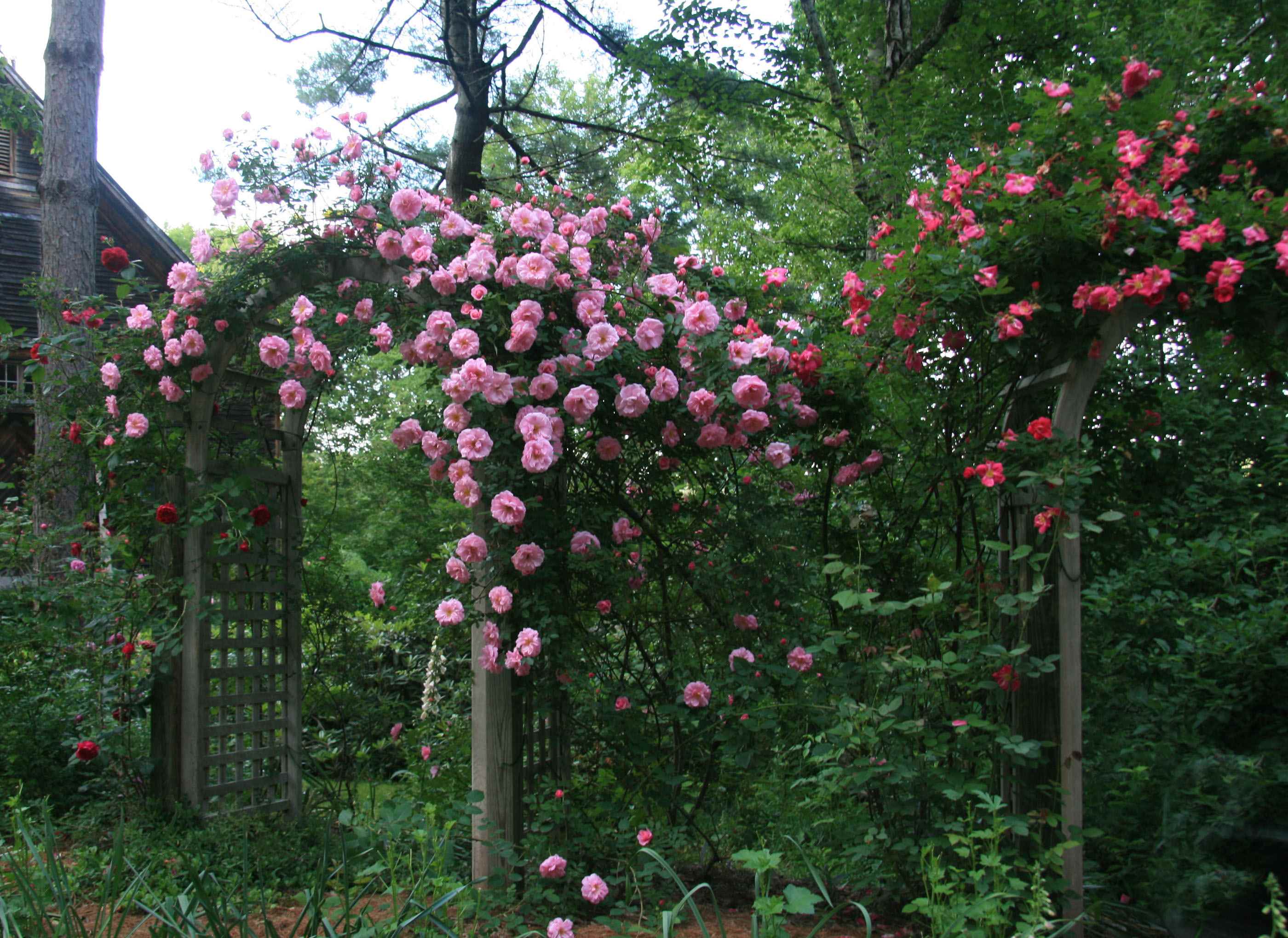 ideja korištenja neobičnih ruža u dizajnu dvorišta