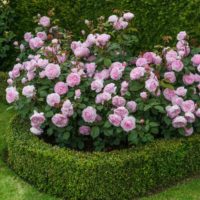 the idea of ​​using beautiful roses in landscape design photo