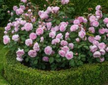 l'idée d'utiliser de belles roses en photo de conception de paysage