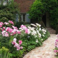 the option of using light roses in the design of the courtyard photo