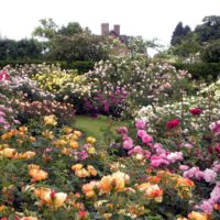 an example of the use of beautiful roses in the design of the courtyard photo