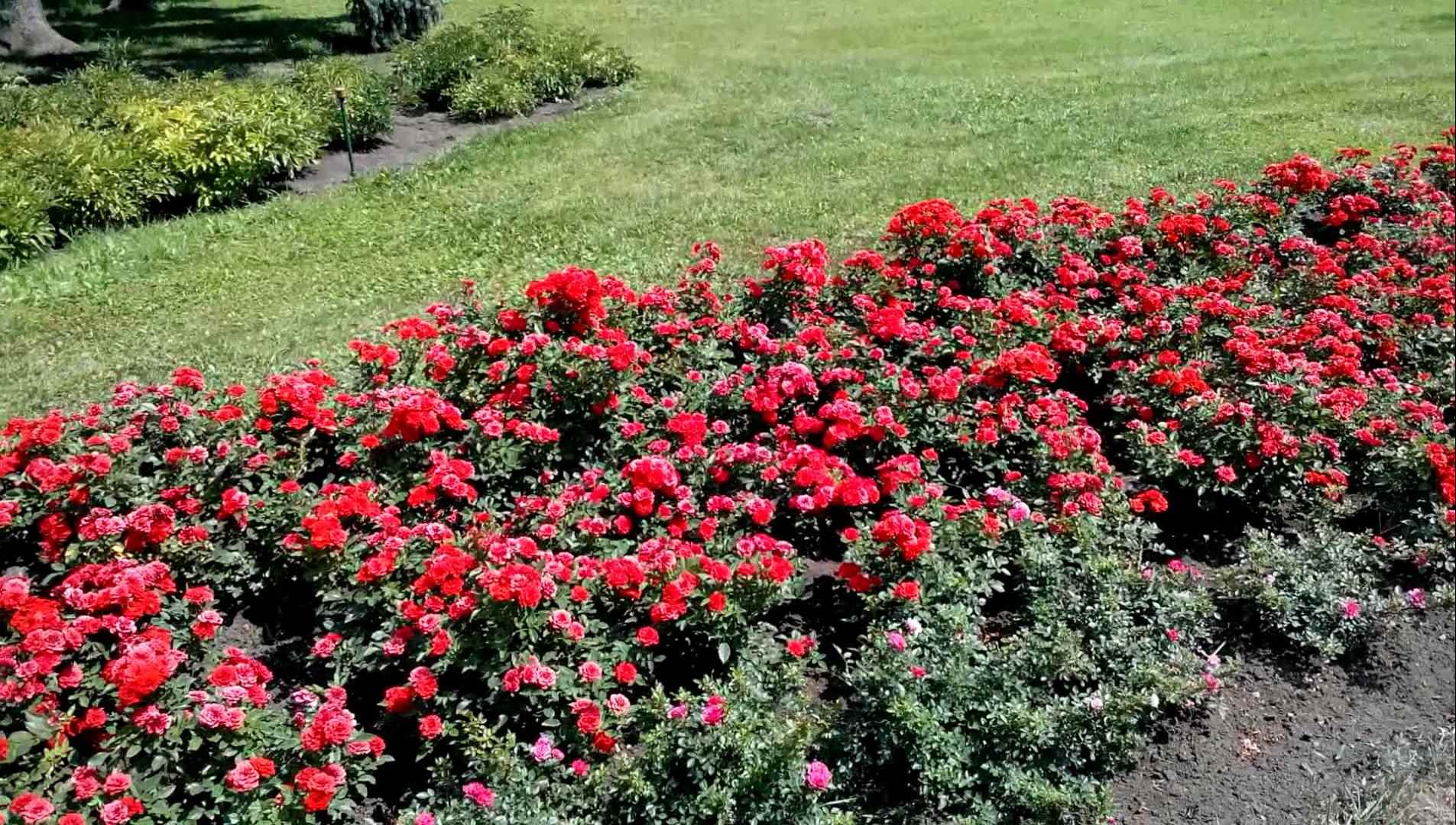 l'idea di utilizzare rose insolite nella progettazione del paesaggio