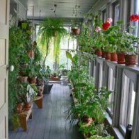 An example of applying unusual ideas for decorating a winter garden in a house