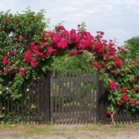 esempio dell'uso di rose luminose nella progettazione dell'immagine del cortile