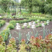 idée d'un projet de jardin lumineux dans une photo de cour privée