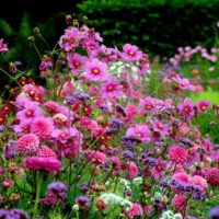 vrtna parcela 4 hektara cvijeta suptilnih pejzažnih dizajna