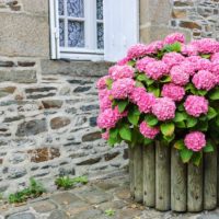 trama giardino quattrocento parti della sottigliezza delle foto di idee di progettazione del paesaggio