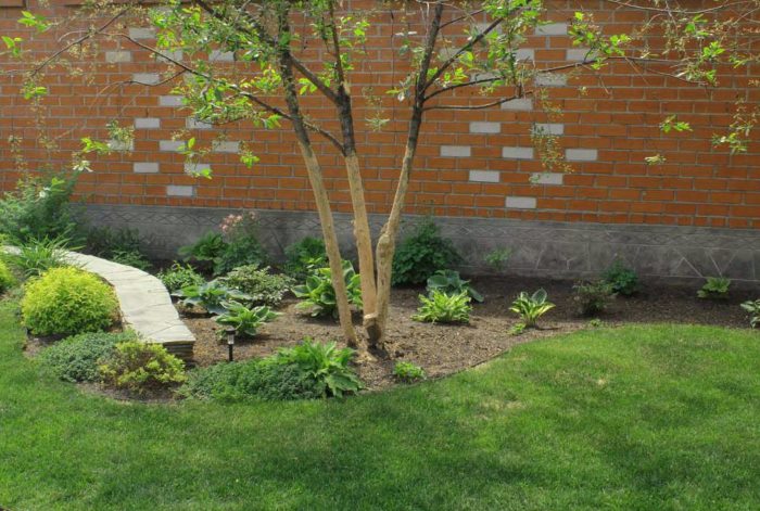 Flowerbed around a fruit tree trunk