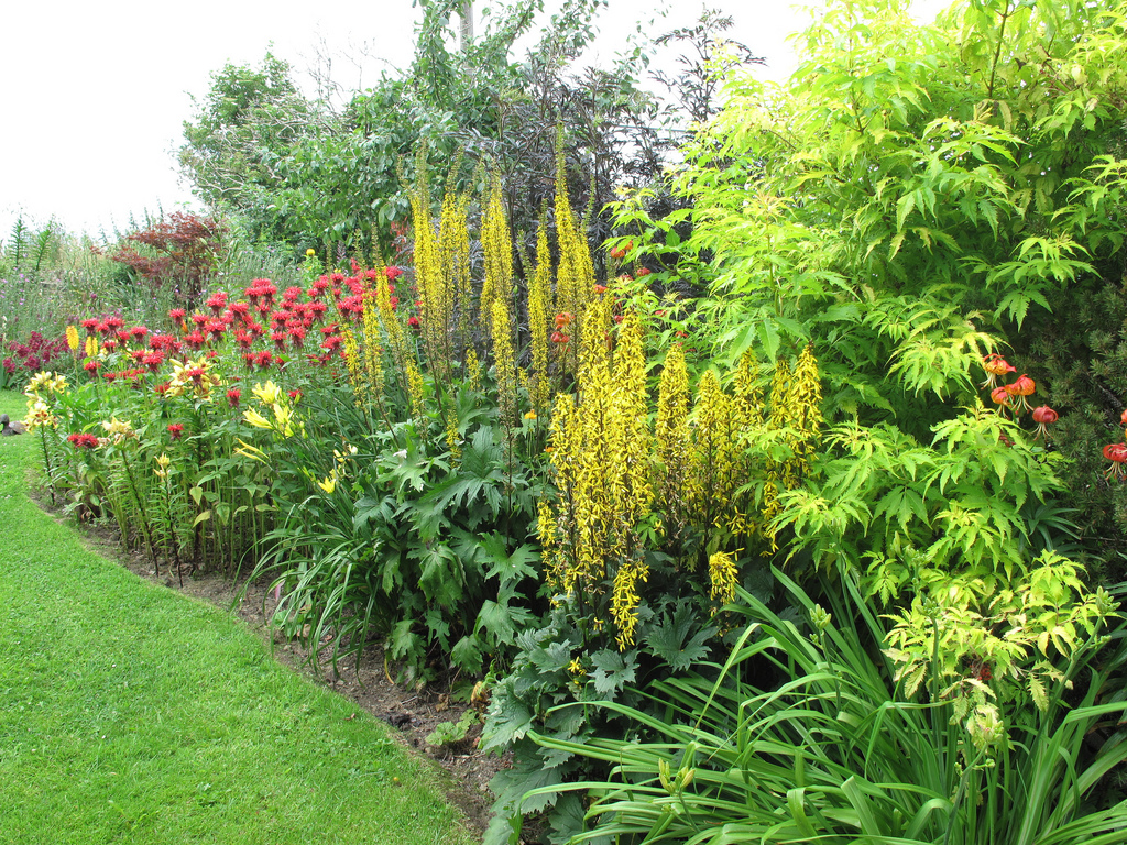 Flowering perennials in his garden