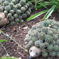 Cactus hedgehogs untuk hiasan taman