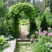 Climbing arch in the garden landscape