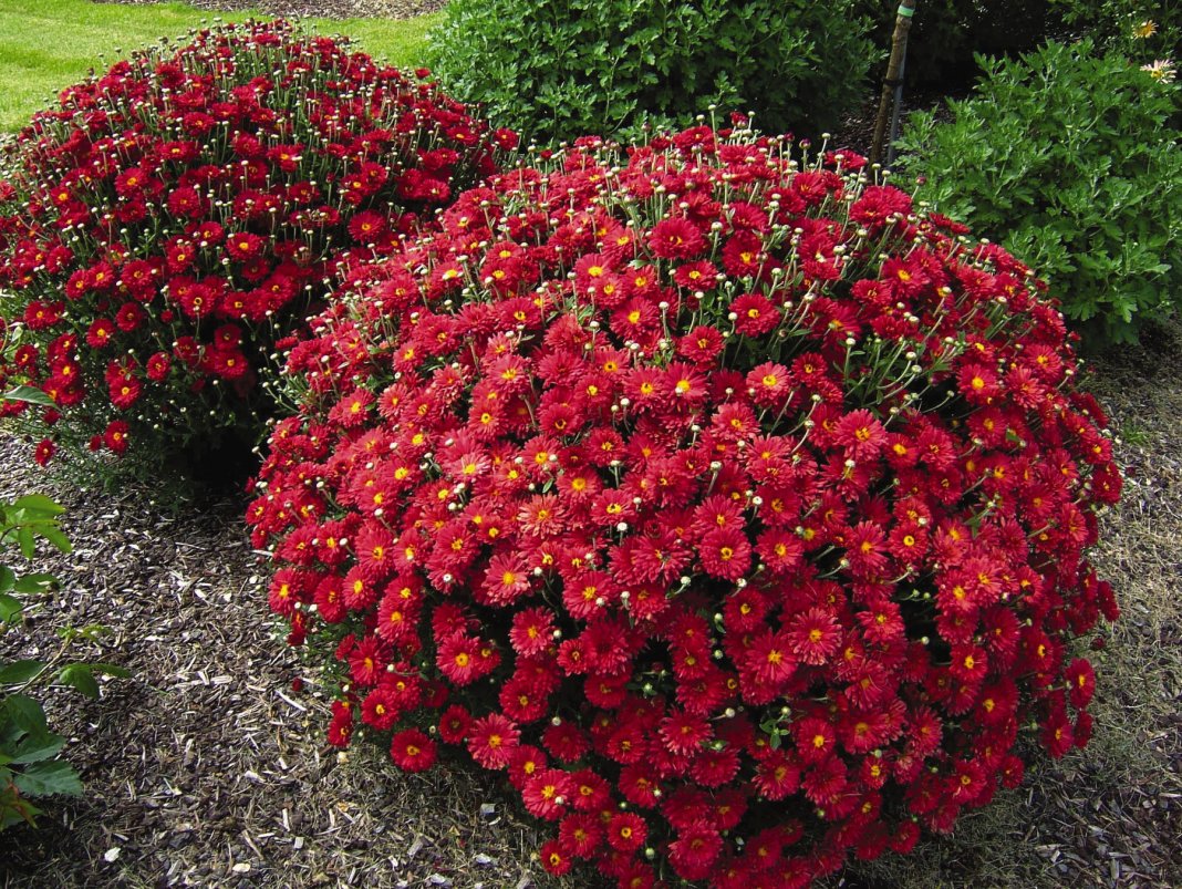 Spherical chrysanthemums in the autumn garden