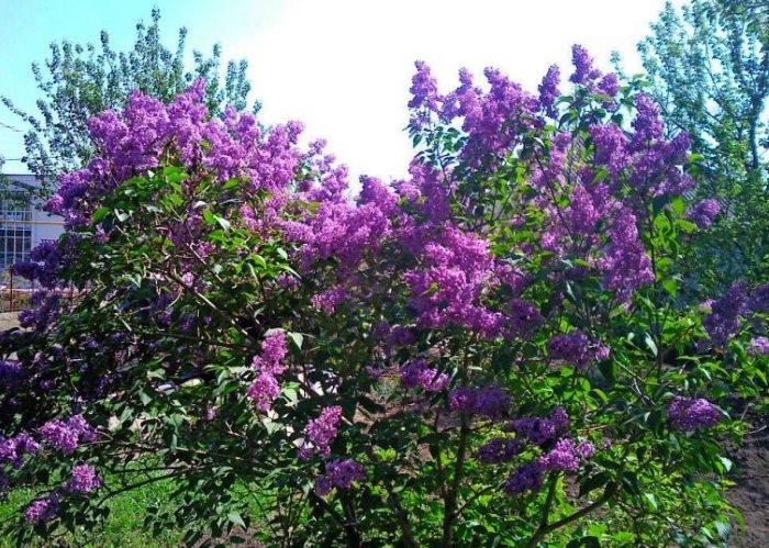 Lillà di fioritura nel paesaggio del giardino