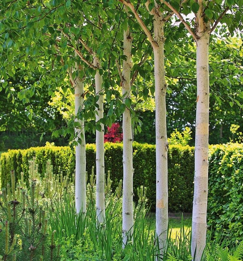 Lorong birch kecil dengan batang putih dalam reka bentuk kawasan kecil