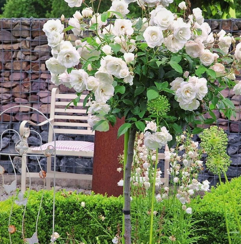 Lo standard bianco in fiore è aumentato in una zona suburbana