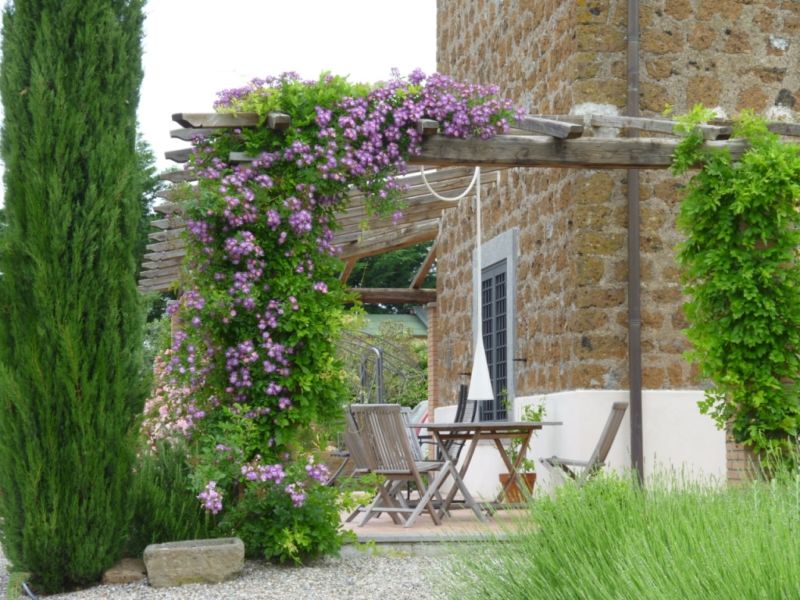 Pergola con clematide in fiore nel disegno di un piccolo giardino