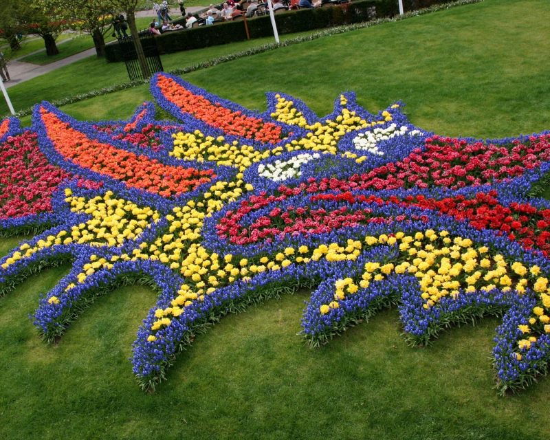 Decorazione del prato inglese con piante annuali in fiore