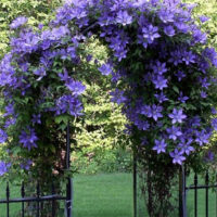 Metal arch with blooming clematis