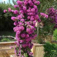 Giardinaggio verticale di un piccolo giardino