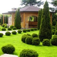 Spherical thuja dalam landskap taman kecil