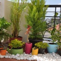 Piante in vaso per decorare un piccolo giardino