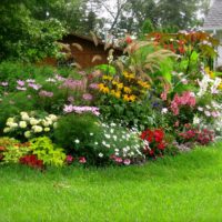 Aiuola da giardino con piante perenni