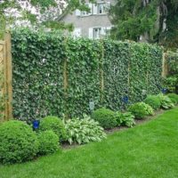 Registration of a country fence by climbing plants