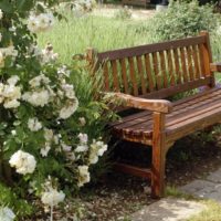 Climbing roses near the garden bench