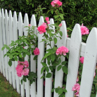Grm ruža kraj bijele drvene ograde