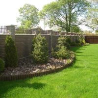 Thuja western along a brick fence