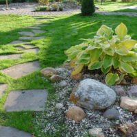 Hosta di Penumbra su un'aiola con le pietre