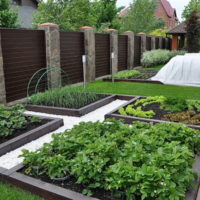 Neat beds in the garden