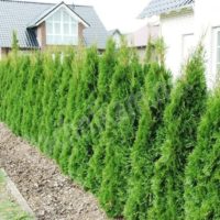 Hedge Thuja bukan pagar modal