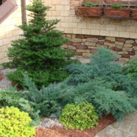 Coniferous plants in landscaping