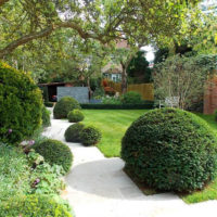 Spherical forms of ornamental shrubs