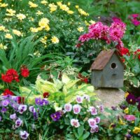 Rumah burung di atas batu antara tuan rumah dan violet