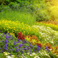 Fiori di campo nel paesaggio