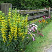 Fiori gialli lungo una staccionata di legno