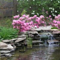Ružičasto cvijeće nad umjetnim vodopadom