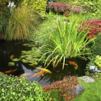 Country pond with live fish