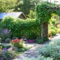 Morning glory in the vertical gardening of the garden